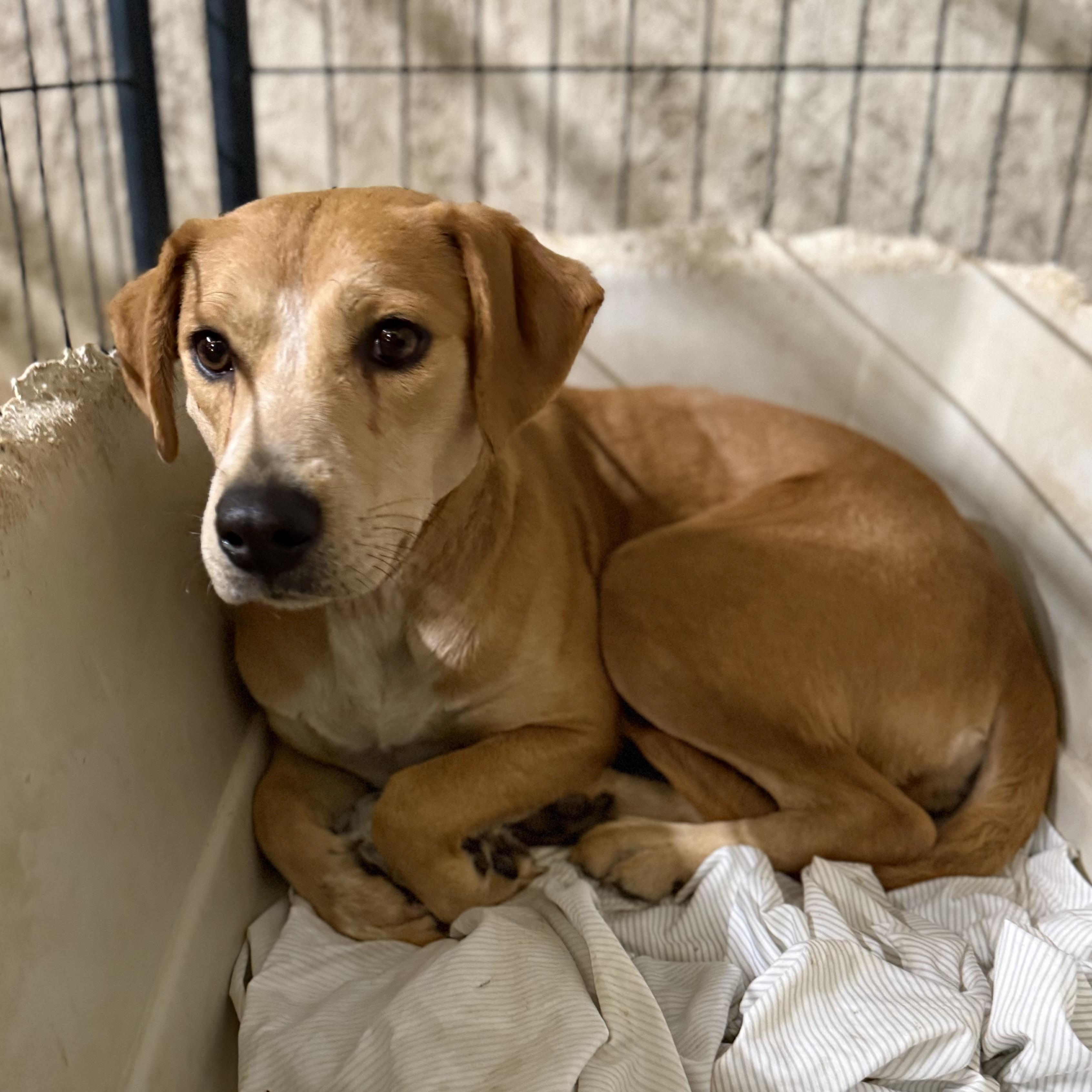 Enlarge Key West, a Adoptable mixed breed in Columbia, SC image 3/6