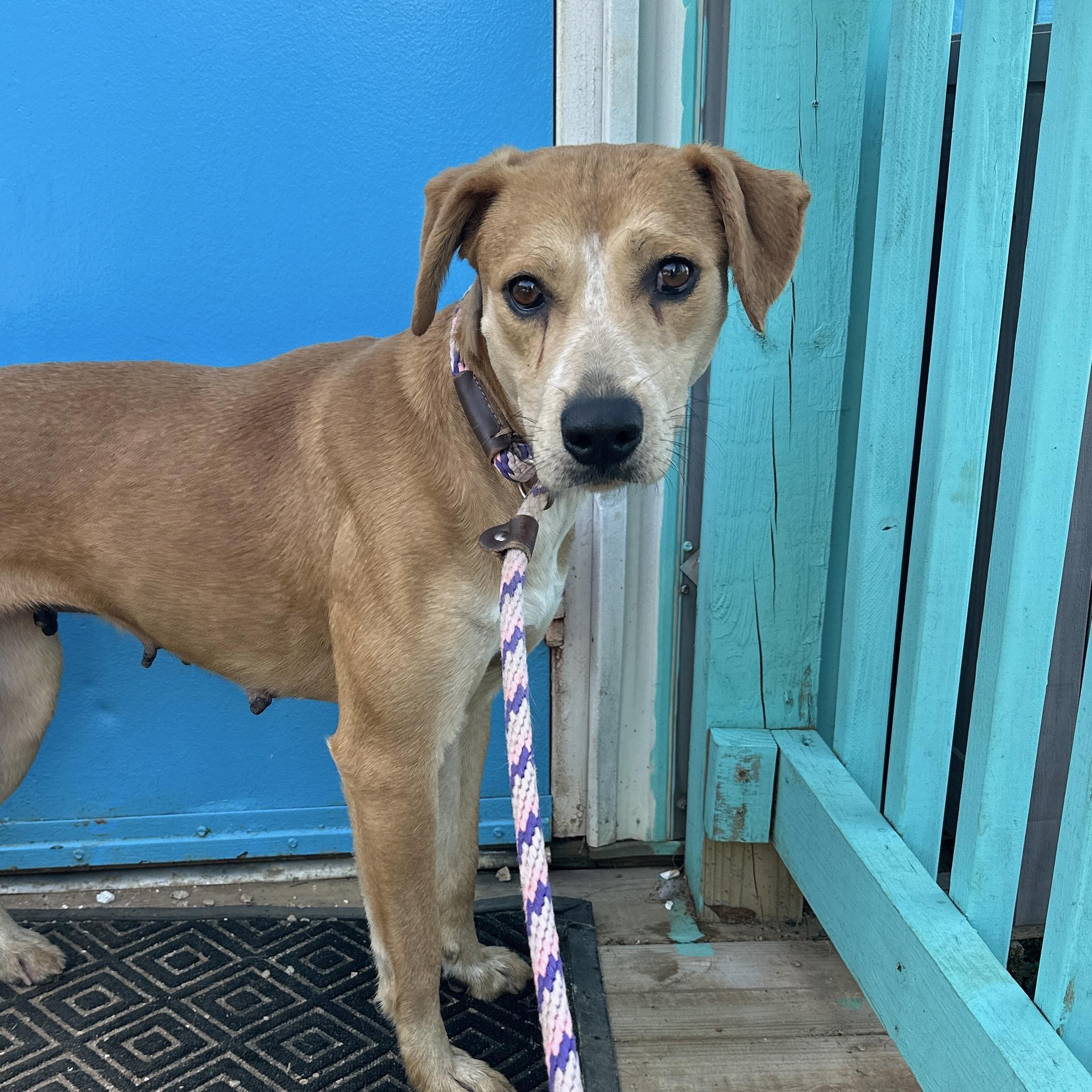 Enlarge Key West, a Adoptable mixed breed in Columbia, SC image 6/6