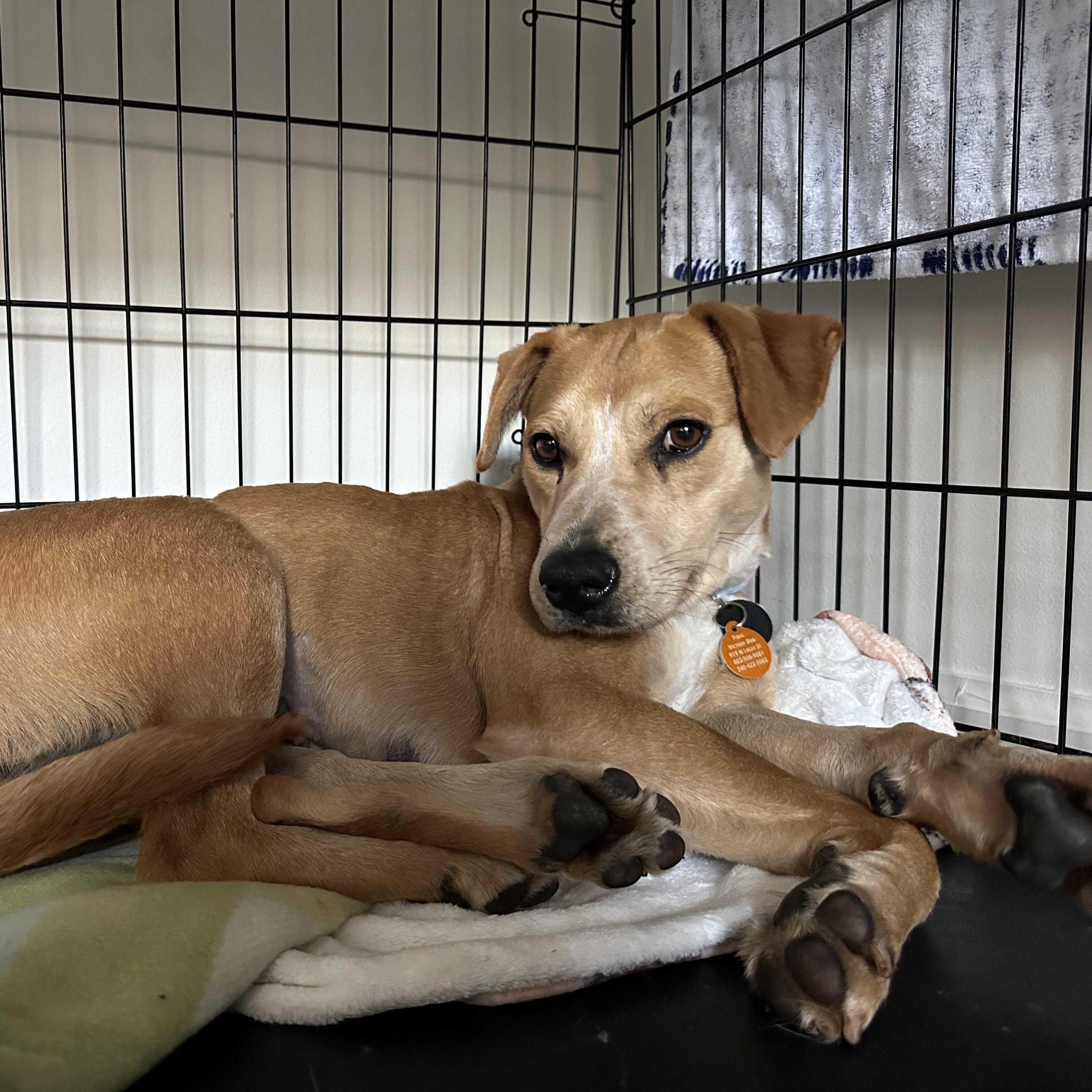 Enlarge Key West, a Adoptable mixed breed in Columbia, SC image 4/6