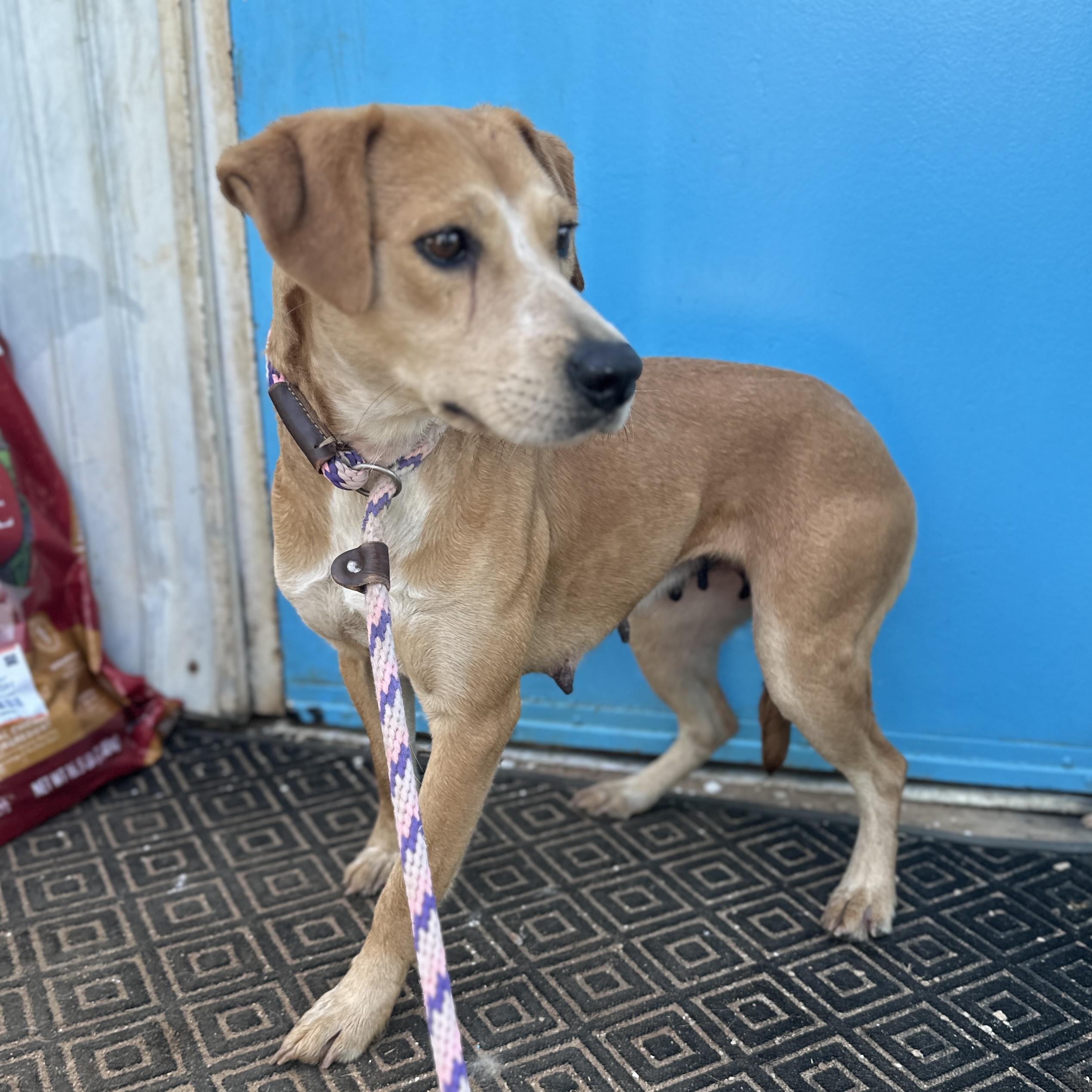 Enlarge Key West, a Adoptable mixed breed in Columbia, SC image 2/6