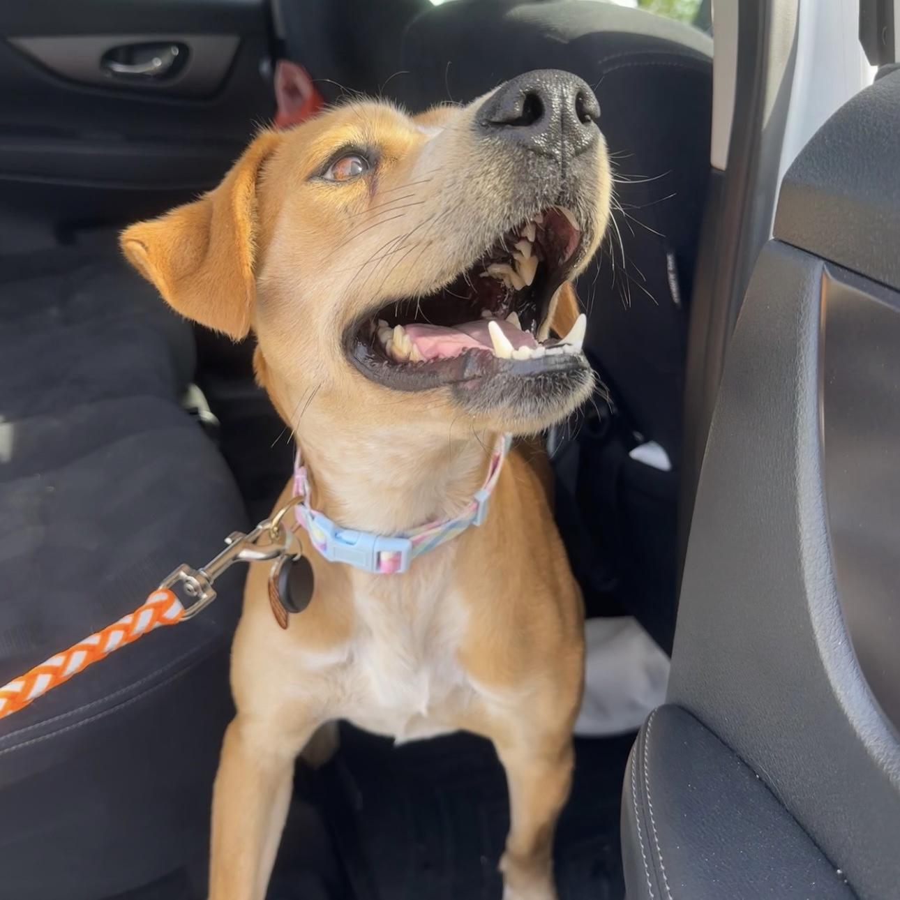 Enlarge Key West, a Adoptable mixed breed in Columbia, SC image 1/6