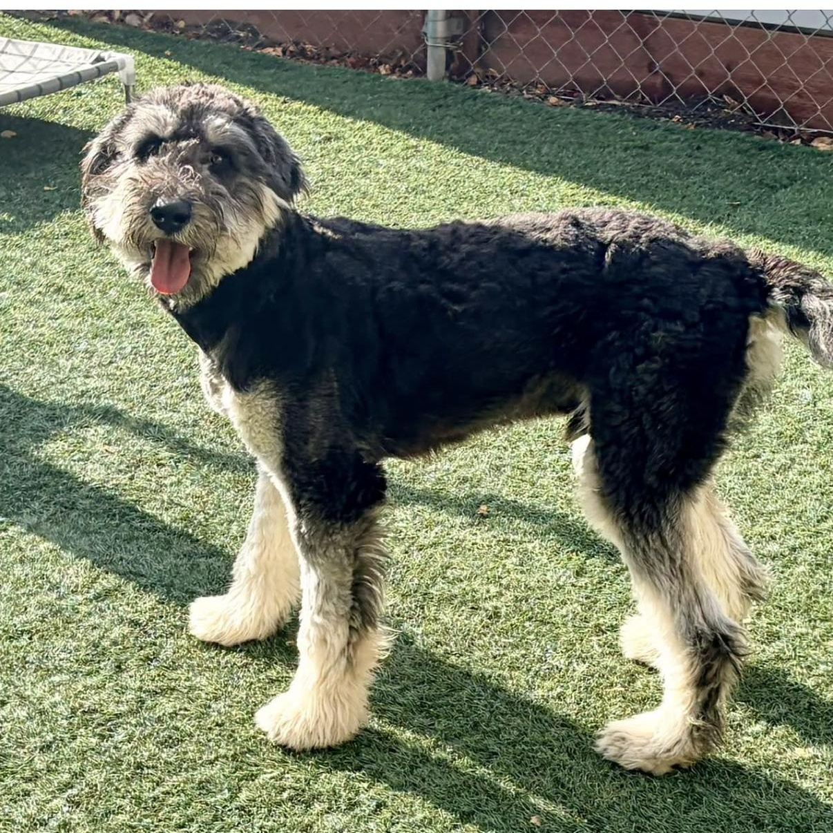 Cosmo, Adopted, Puppy Male Standard Poodle.