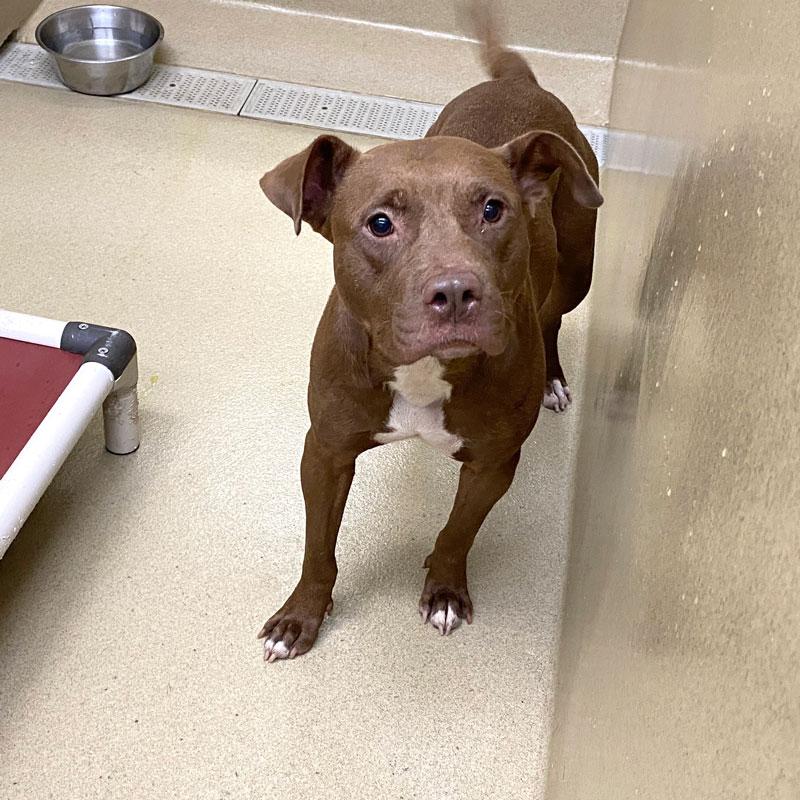 Coco, a ADOPTABLE Pit Bull Terrier in Monroe, GA image 3/3