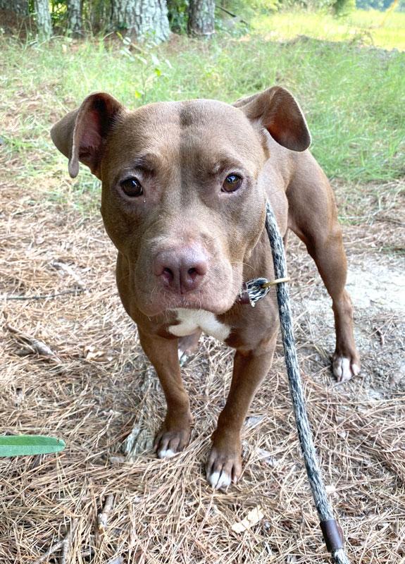 Coco, a ADOPTABLE Pit Bull Terrier in Monroe, GA image 1/3
