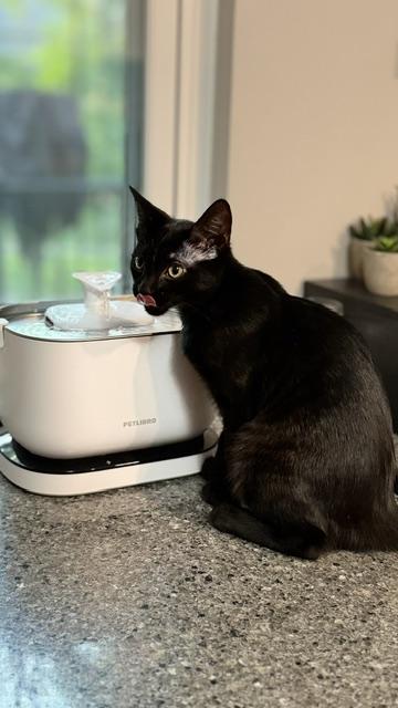 Enlarge Bubble, a Adoptable Domestic Short Hair in Cincinnati, OH image 4/4