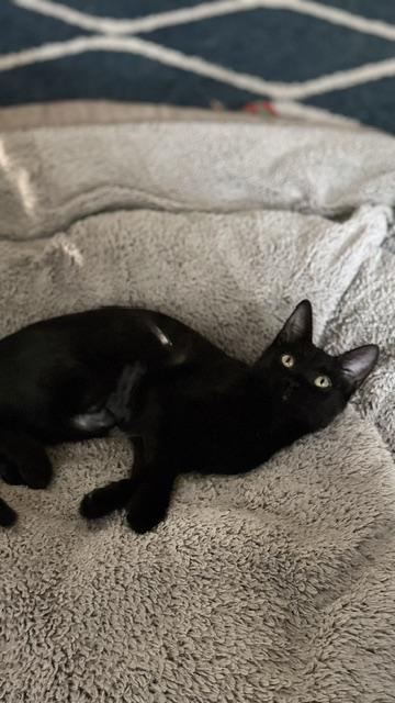 Enlarge Bubble, a Adoptable Domestic Short Hair in Cincinnati, OH image 3/4