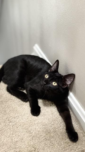 Enlarge Bubble, a Adoptable Domestic Short Hair in Cincinnati, OH image 1/4