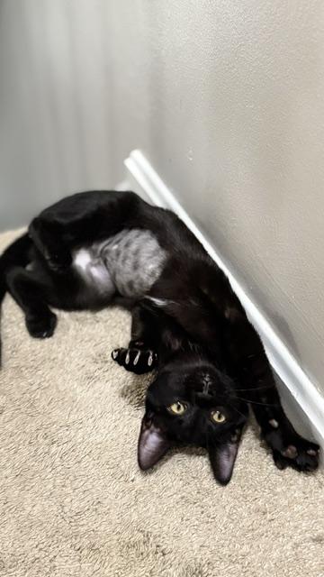 Enlarge Bubble, a Adoptable Domestic Short Hair in Cincinnati, OH image 2/4