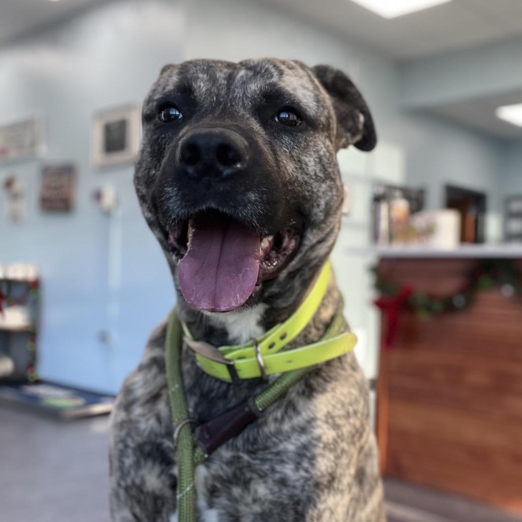 Brolin, Adoptable, Adult Male Mastiff & Mixed Breed.