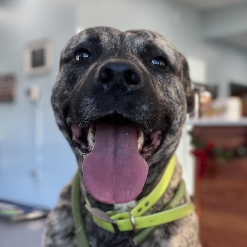 Enlarge Brolin, a Adoptable mixed breed in Chesapeake, VA image 2/5