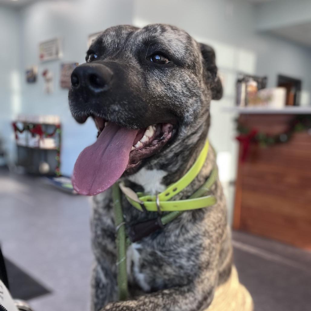 Enlarge Brolin, a Adoptable mixed breed in Chesapeake, VA image 3/5