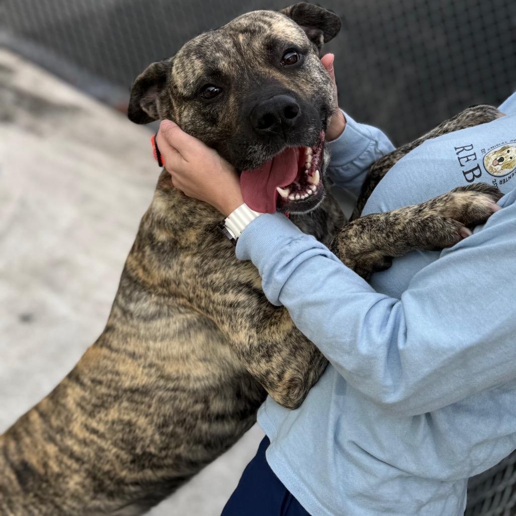 Enlarge Brolin, a Adoptable mixed breed in Chesapeake, VA image 4/5