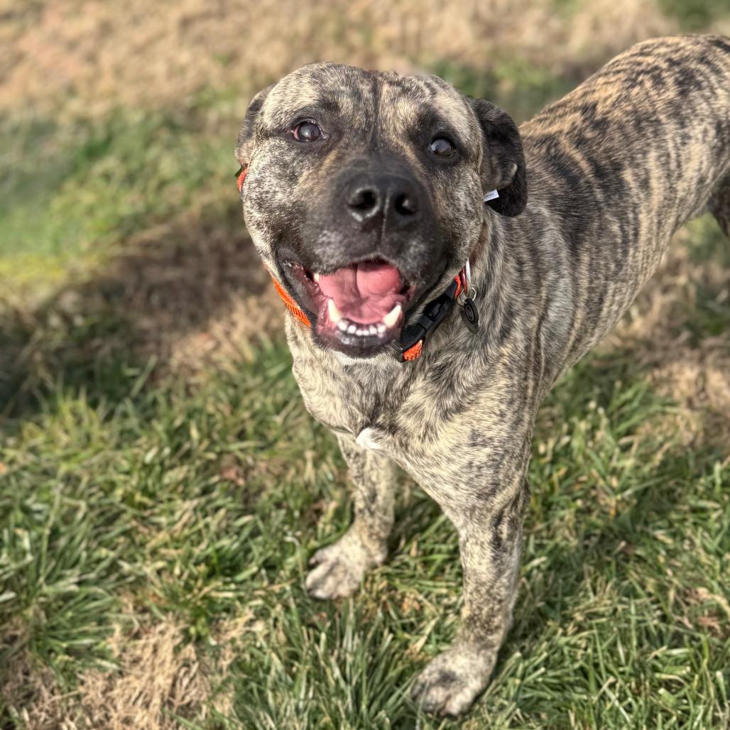 Enlarge Brolin, a Adoptable mixed breed in Chesapeake, VA image 5/5