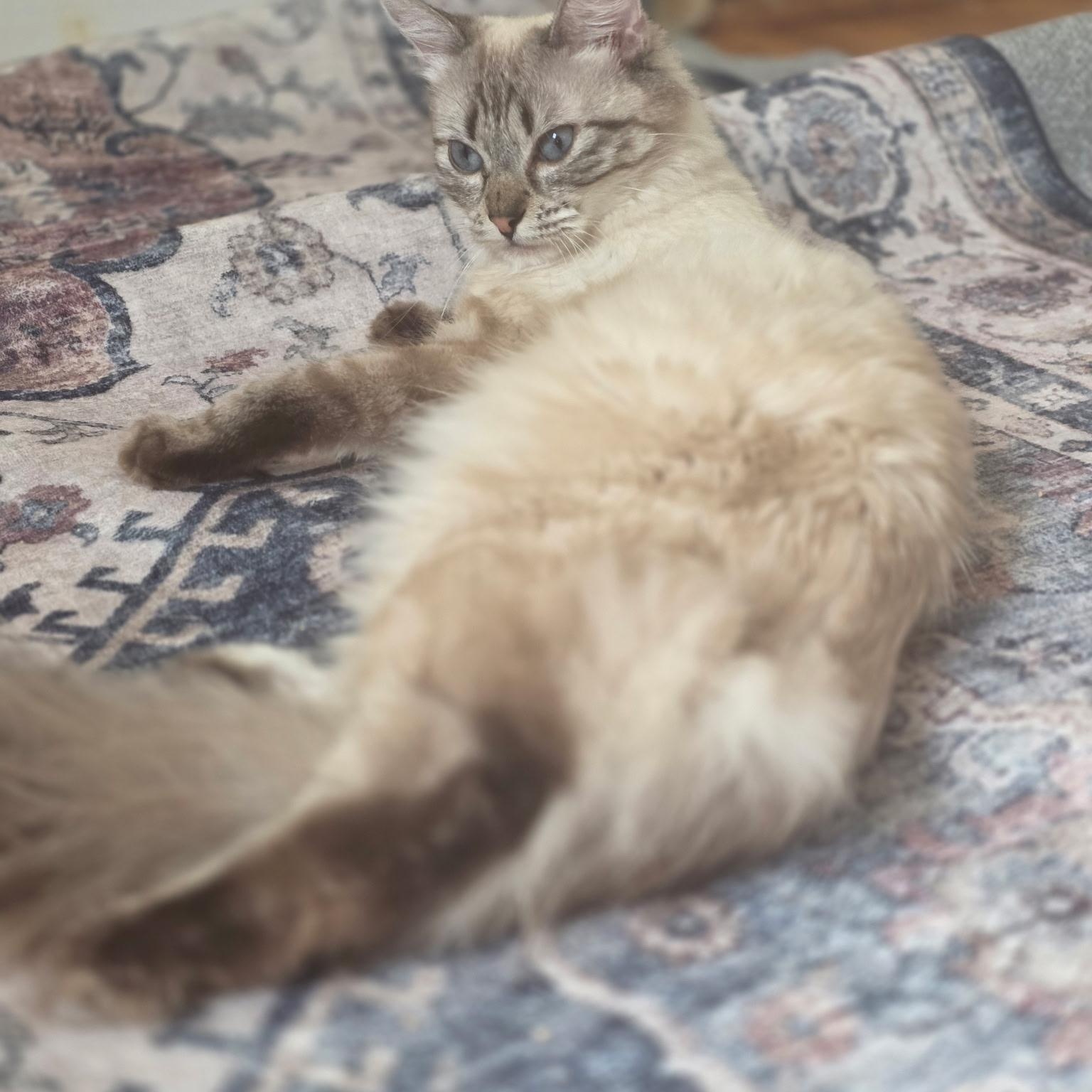 Enlarge Peliah, a Adoptable mixed breed in Huntington, MA image 3/4