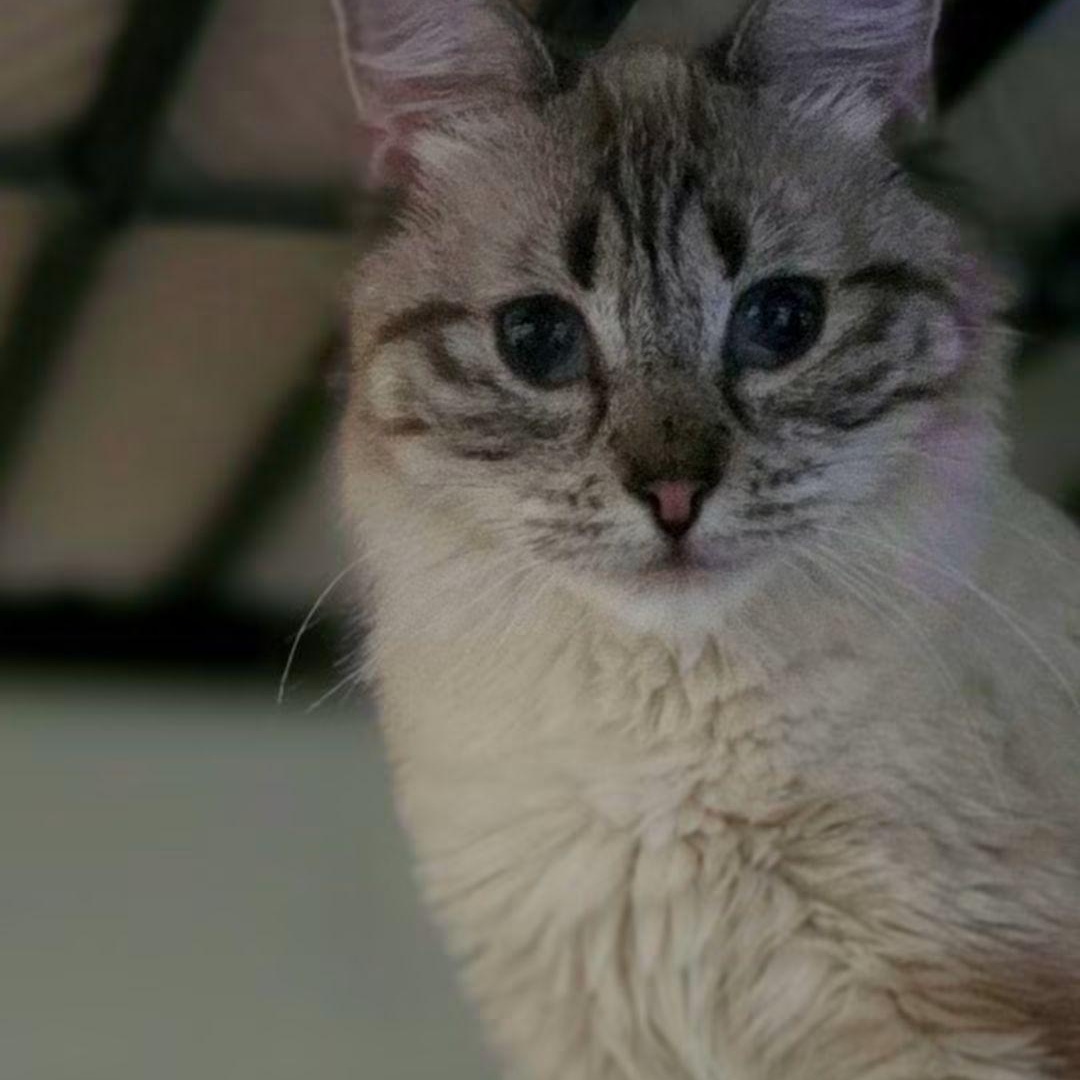 Enlarge Peliah, a Adoptable mixed breed in Huntington, MA image 1/4
