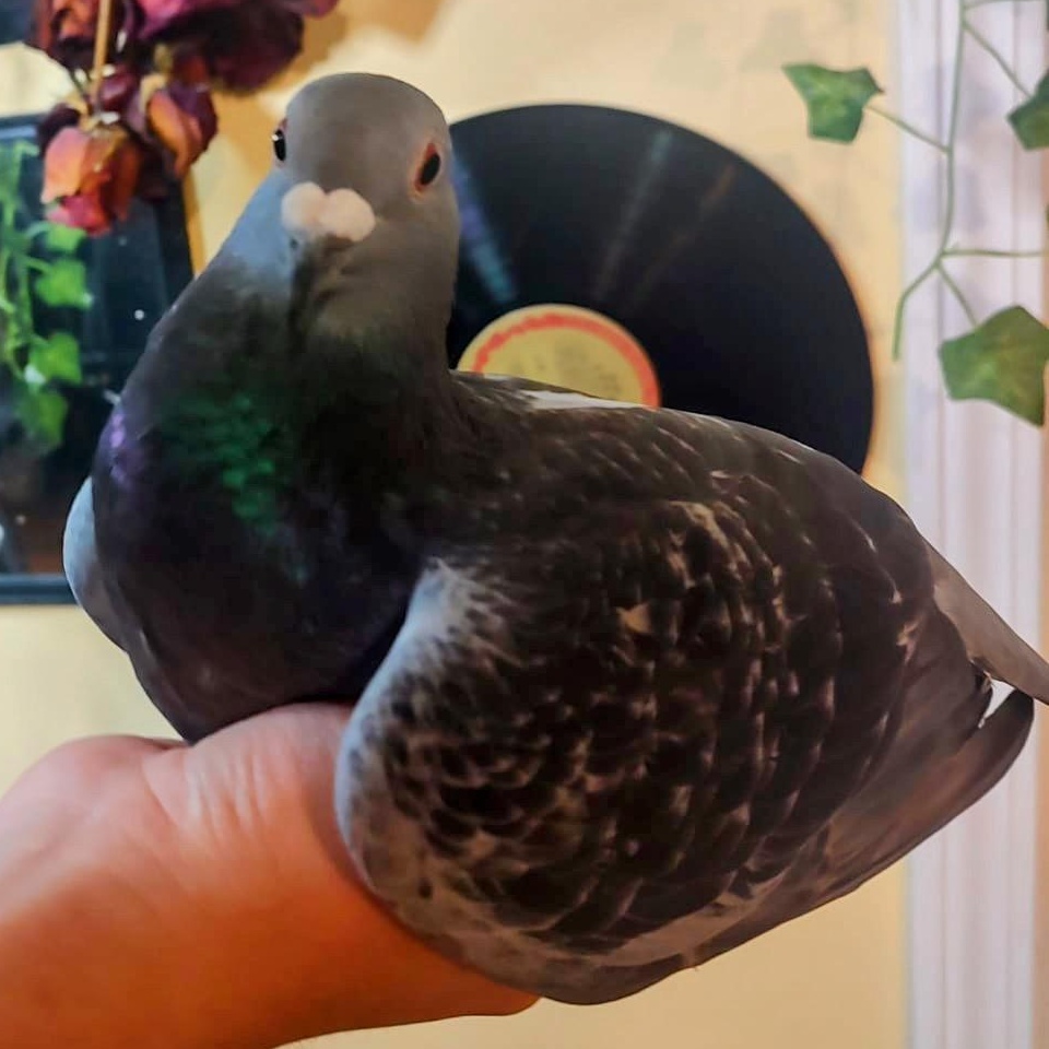 Enlarge Blake, a Adoptable Pigeon in Chicago, IL image 1/3