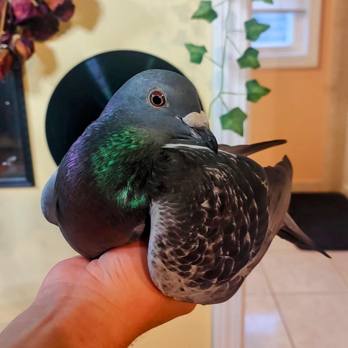 Enlarge Blake, a Adoptable Pigeon in Chicago, IL image 2/3