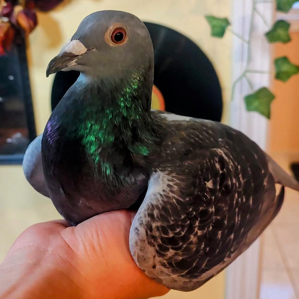 Enlarge Blake, a Adoptable Pigeon in Chicago, IL image 3/3