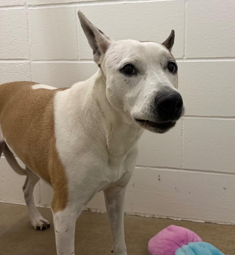 Violet, Adoptable, Senior Female Pit Bull Terrier & Mixed Breed.