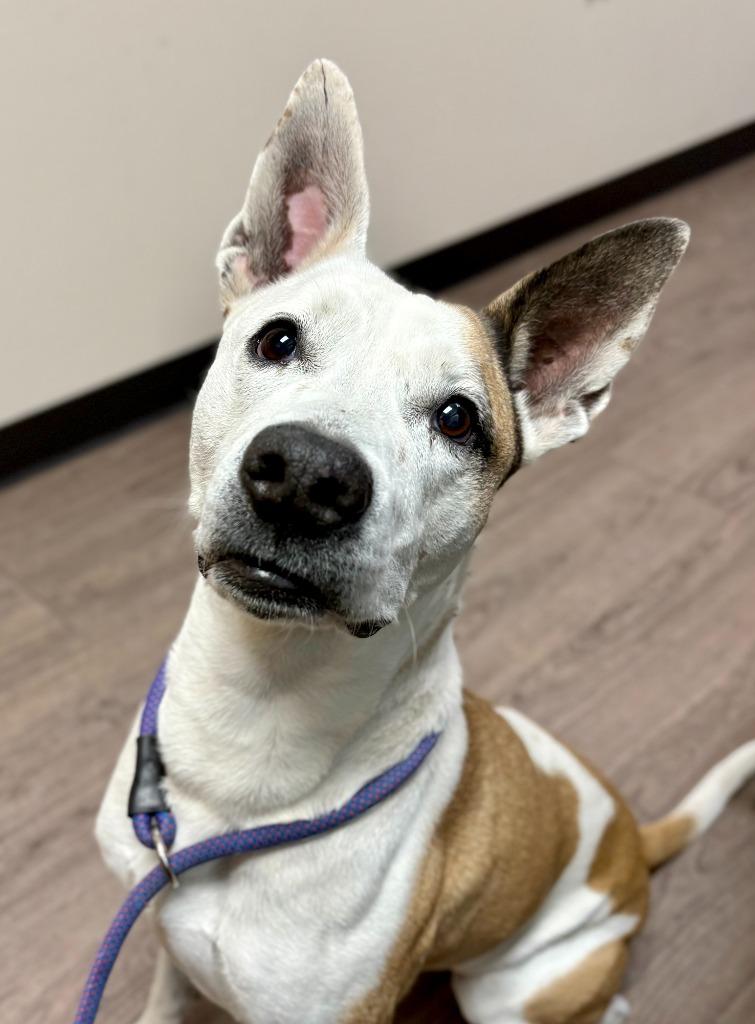 Enlarge Violet, a Adoptable mixed breed in Gillette, WY image 2/2