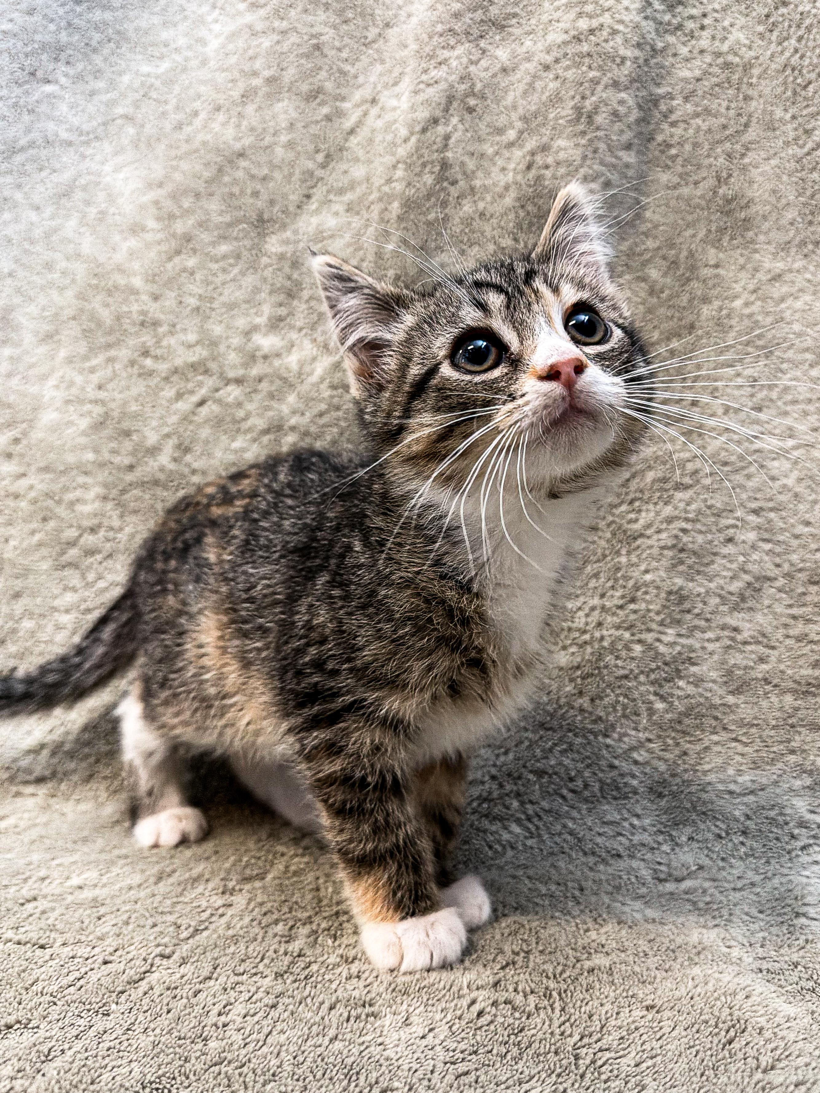 Enlarge Walnut, a ADOPTABLE Domestic Short Hair in Buffalo, MN image 1/1