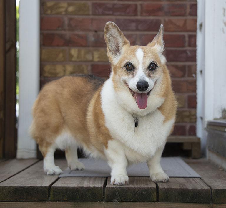 Katie, Senior Female Corgi