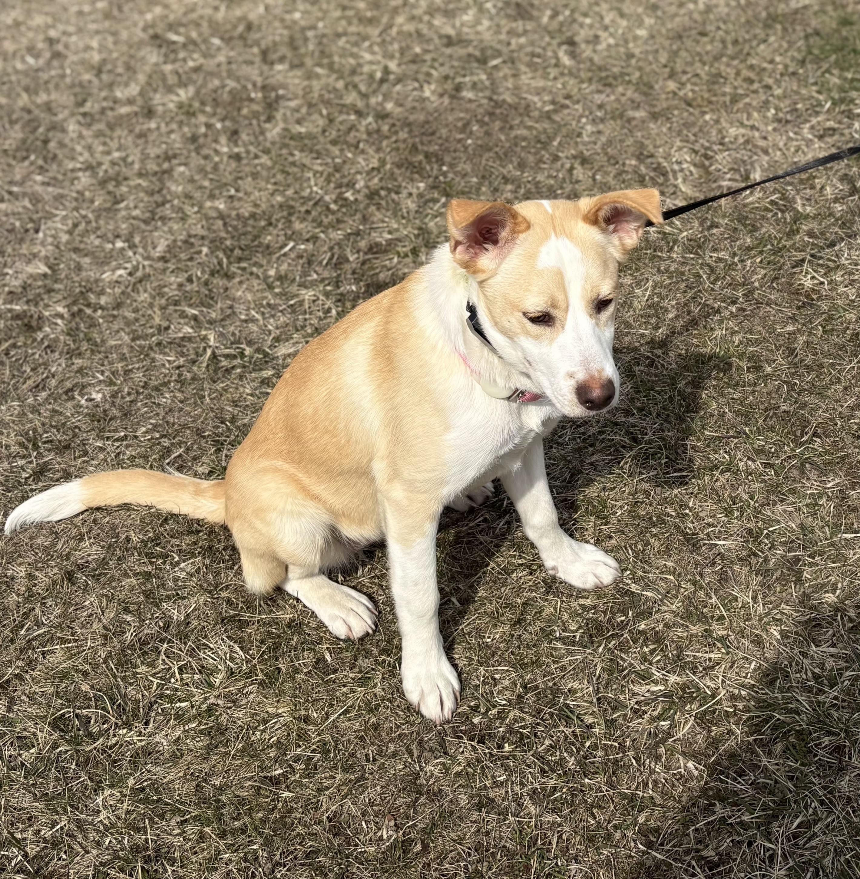 Enlarge Liza, a ADOPTABLE mixed breed in Cedarburg, WI image 2/6