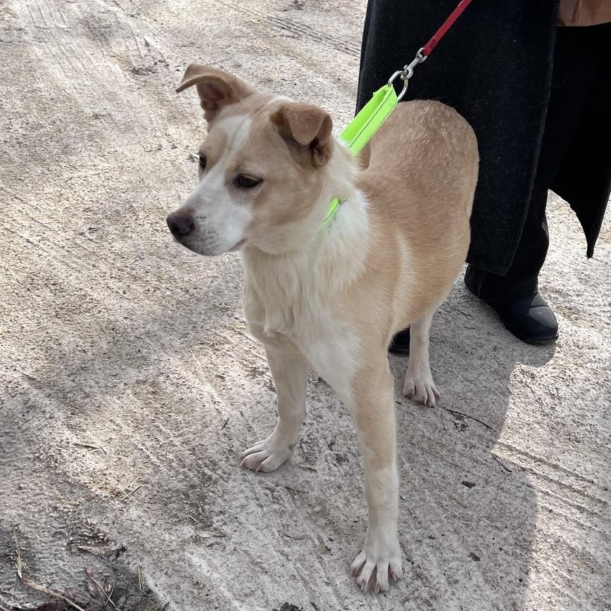 Enlarge Liza, a ADOPTABLE mixed breed in Cedarburg, WI image 5/6