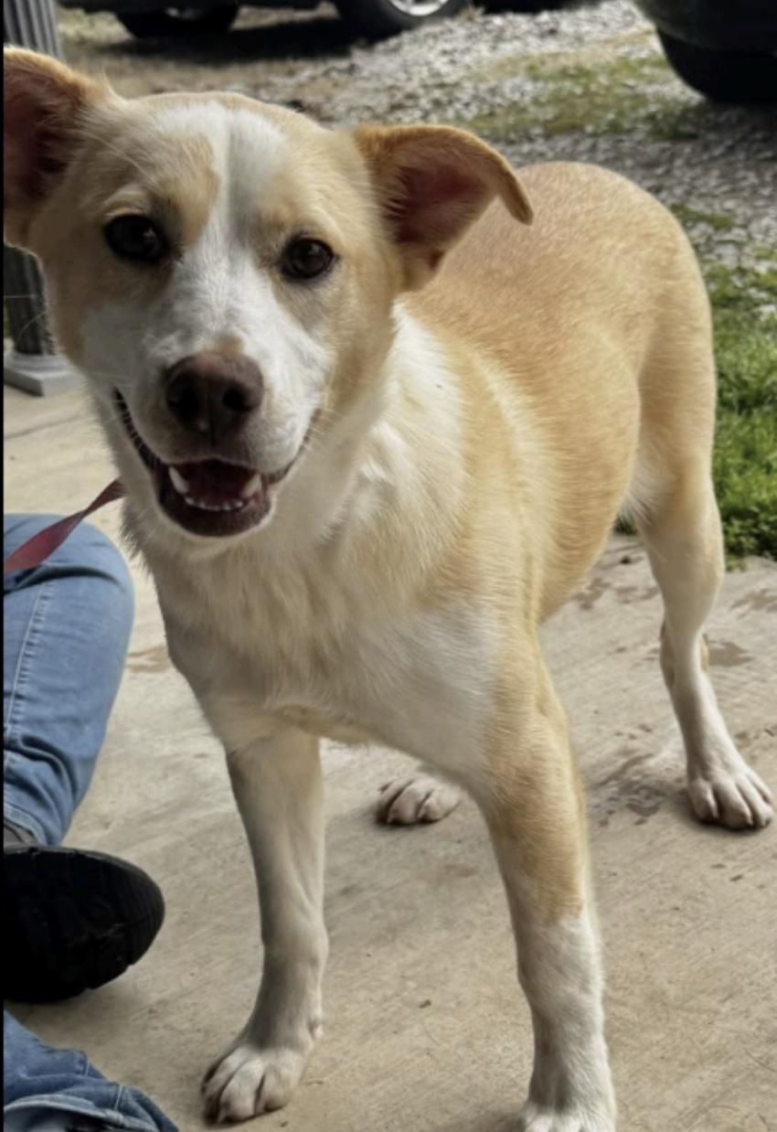 Enlarge Lisa, a ADOPTABLE mixed breed in Cedarburg, WI image 2/2