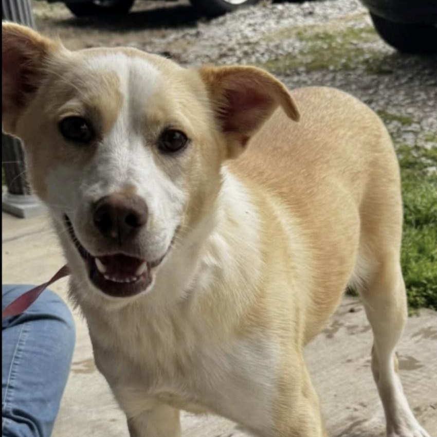 Enlarge Liza, a ADOPTABLE mixed breed in Cedarburg, WI image 6/6