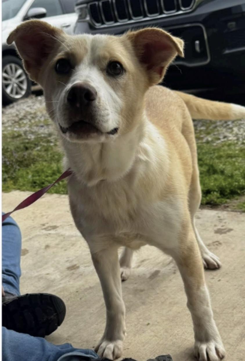 Lisa, ADOPTABLE, Young Female Labrador Retriever & Cattle Dog.