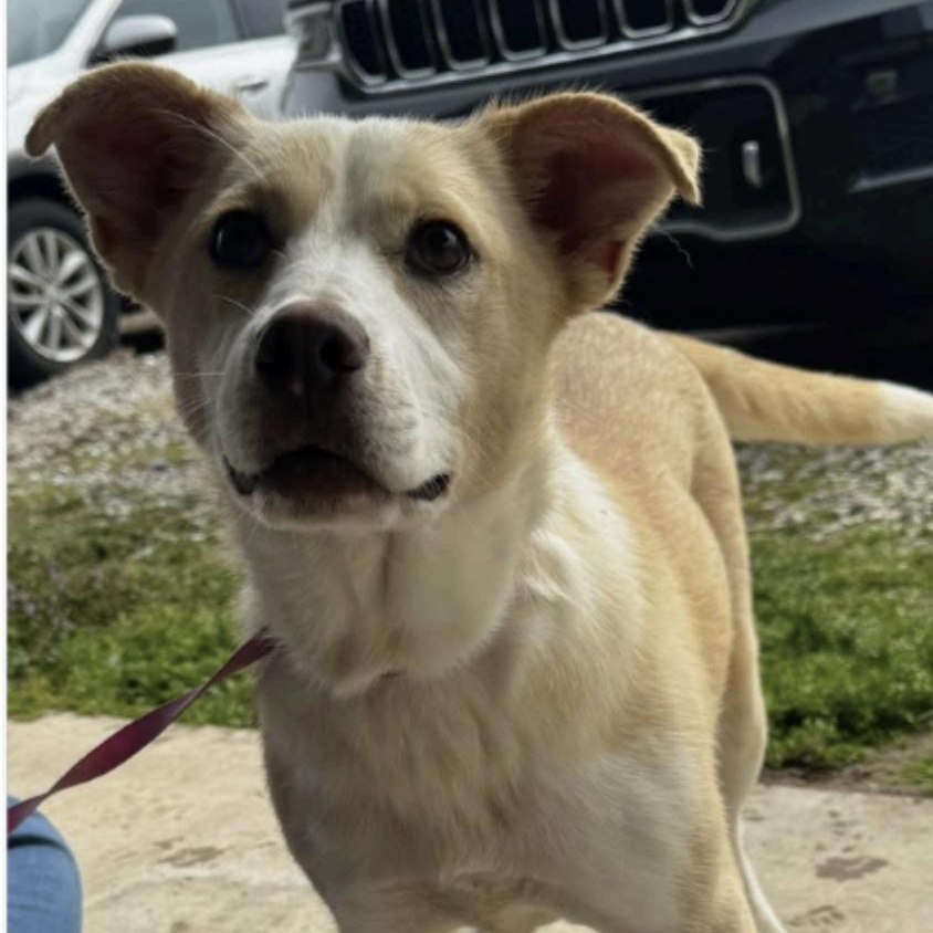 Enlarge Liza, a ADOPTABLE mixed breed in Cedarburg, WI image 1/6