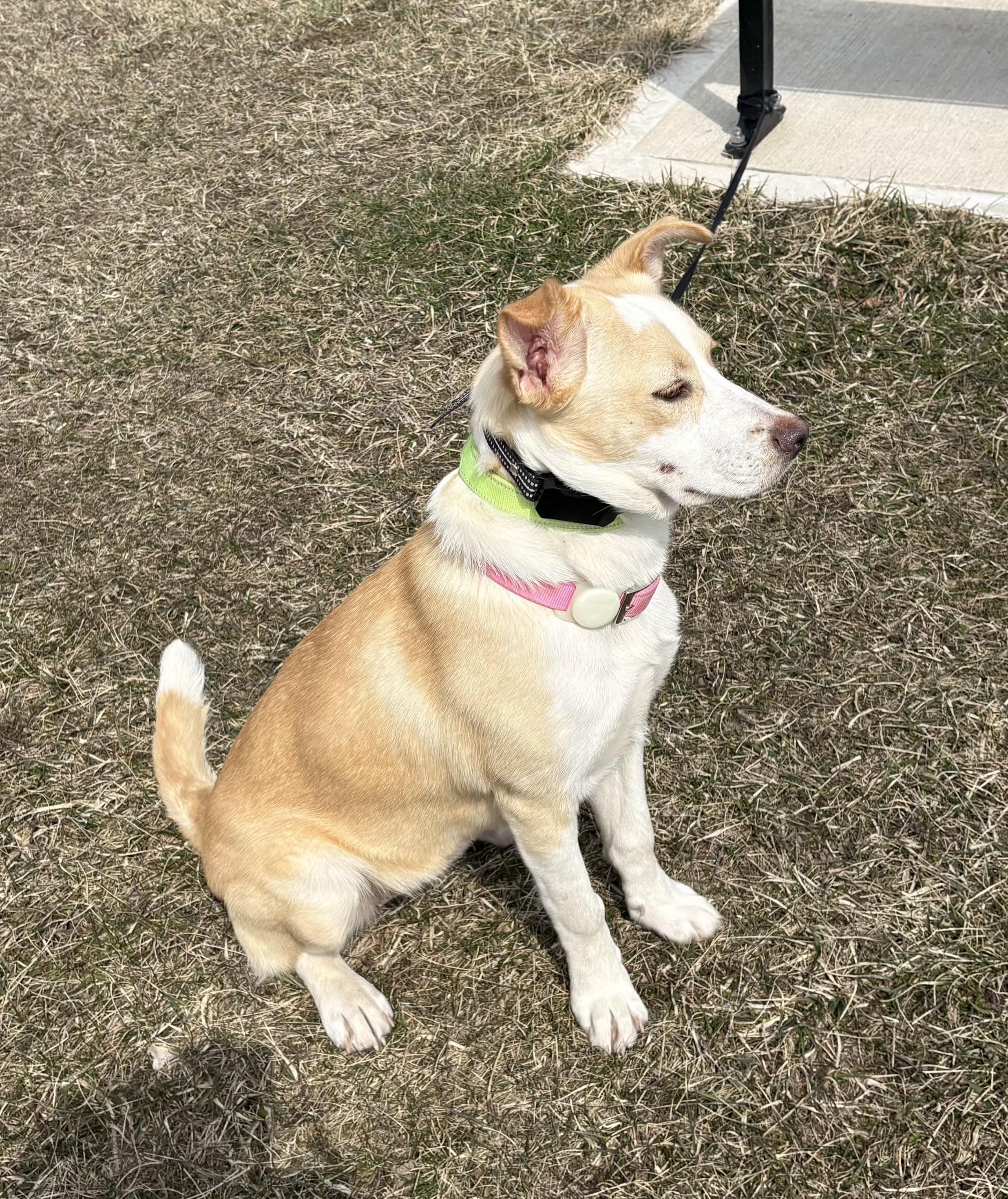 Enlarge Liza, a ADOPTABLE mixed breed in Cedarburg, WI image 3/6