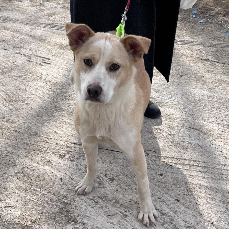 Enlarge Liza, a ADOPTABLE mixed breed in Cedarburg, WI image 4/6
