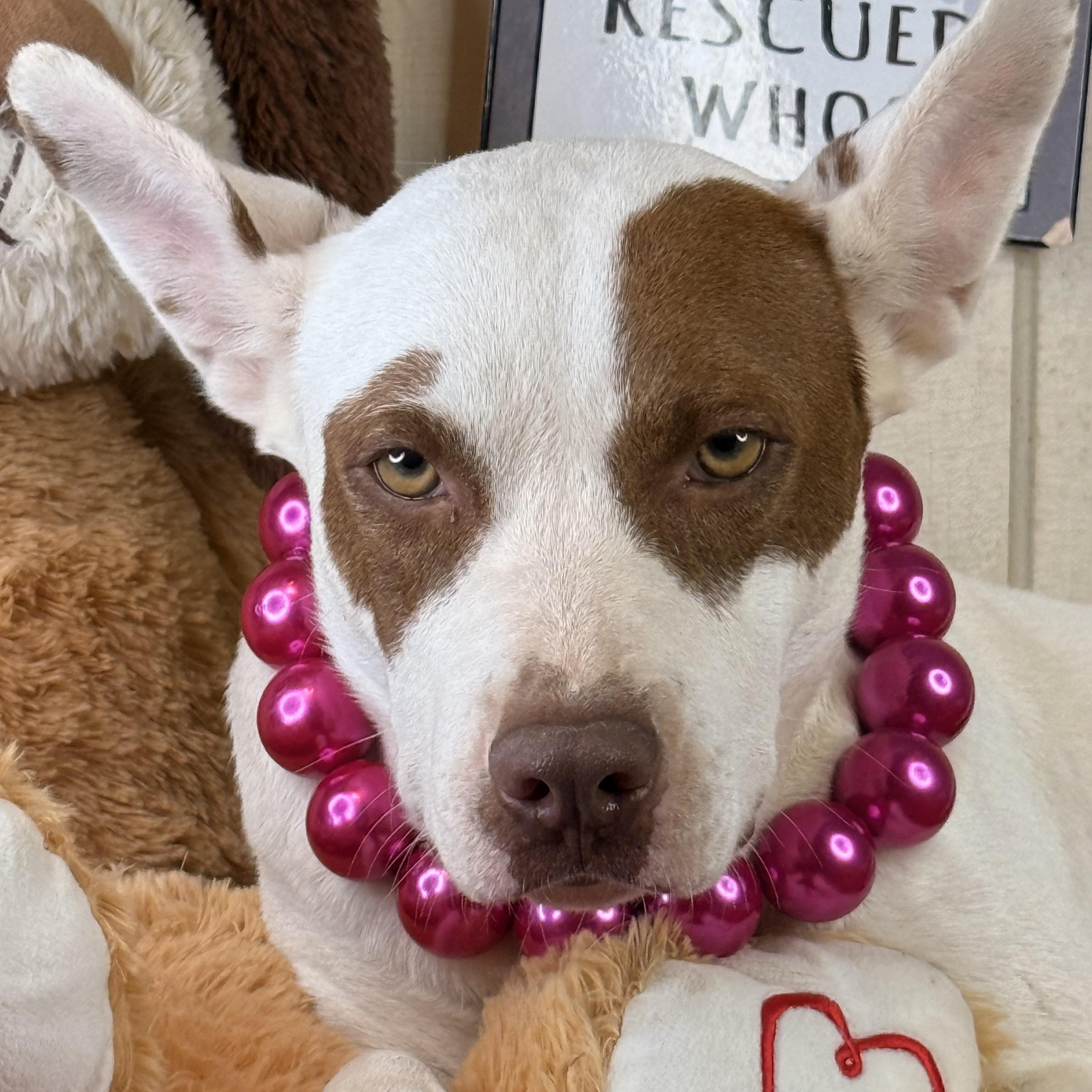 Enlarge Kaylynn, a Adoptable mixed breed in Green Bay, WI image 2/6