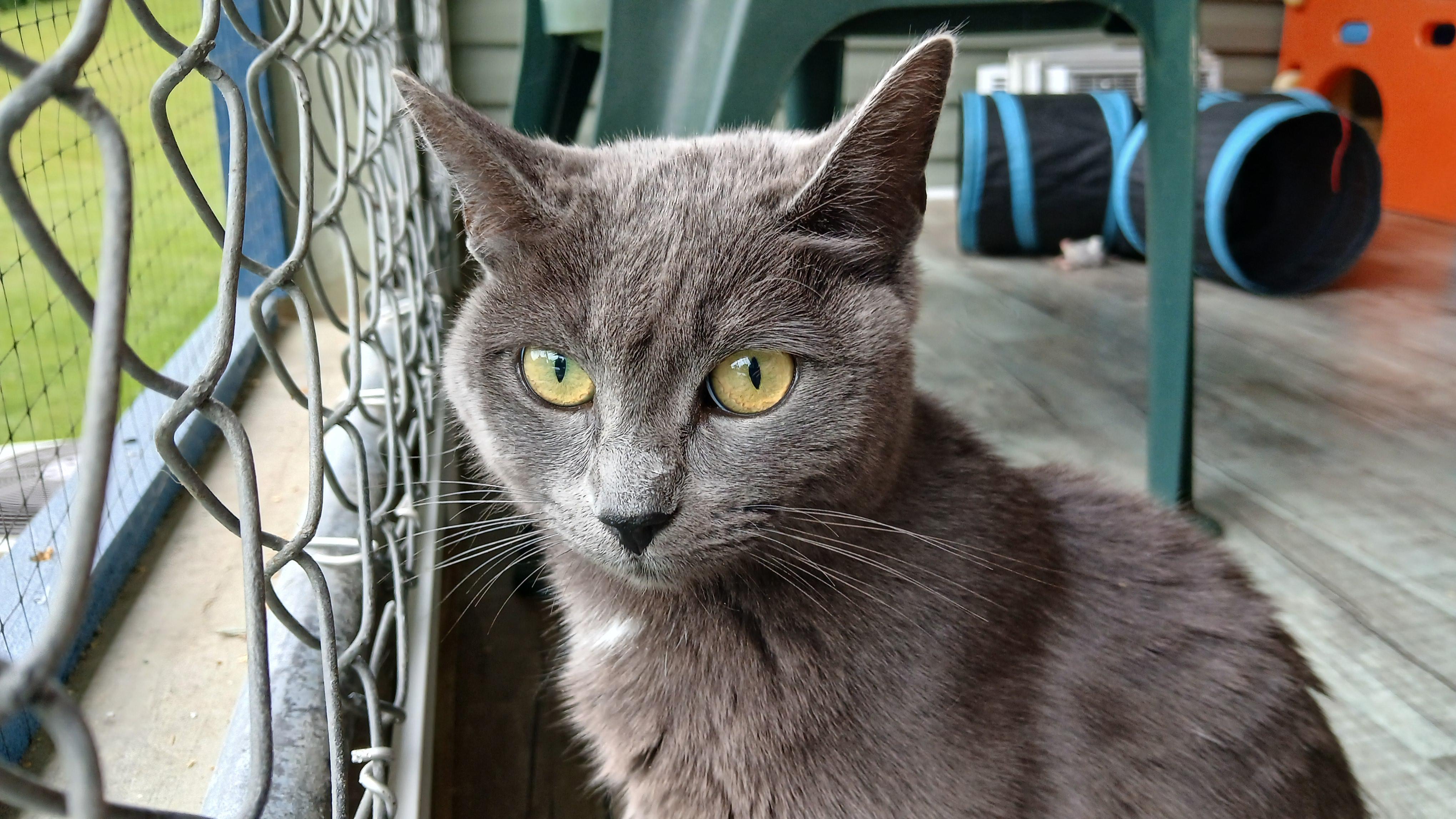 Trudy, a ADOPTABLE Domestic Short Hair in Cullowhee, NC image 6/6