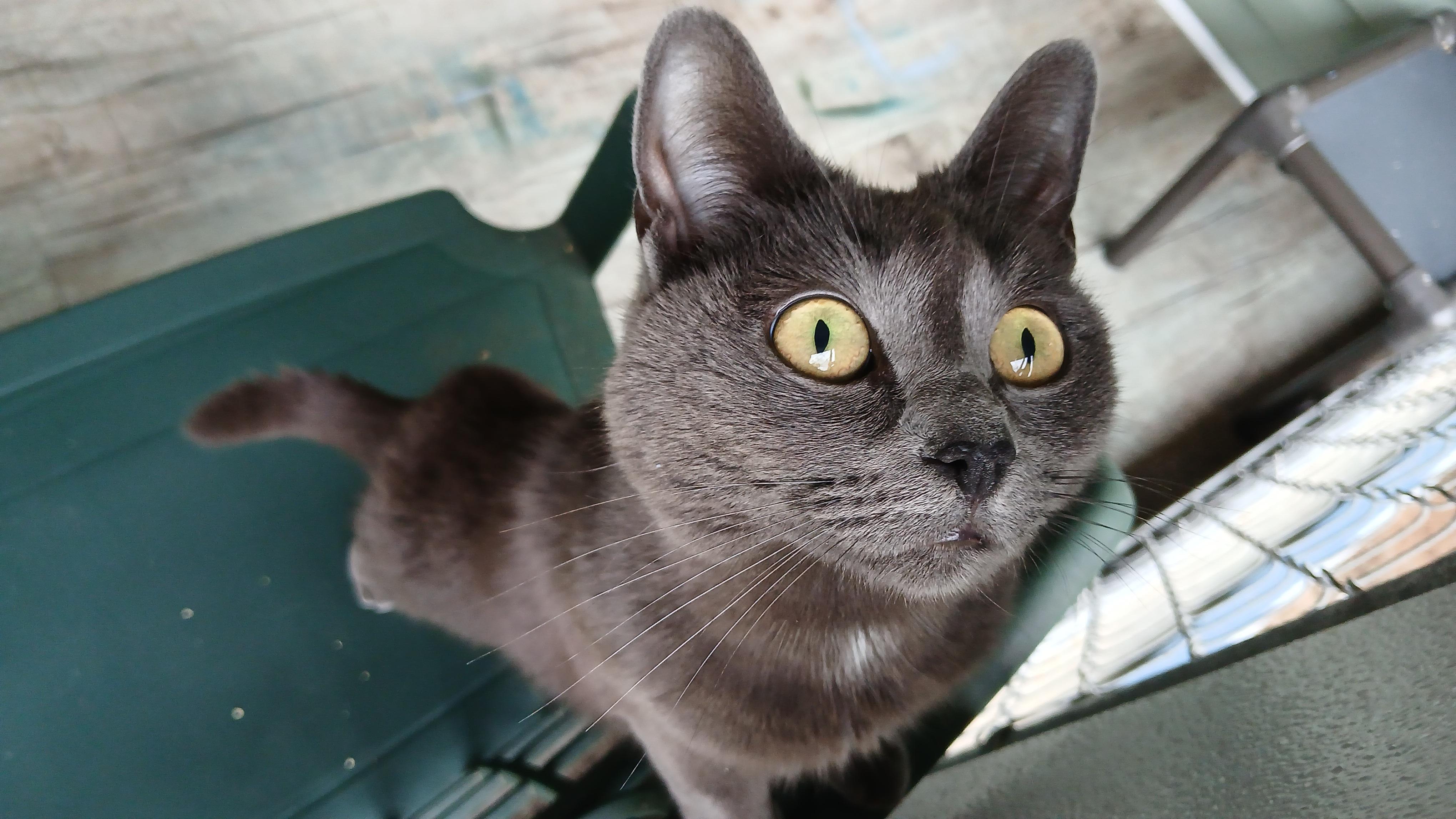 Trudy, ADOPTABLE, Adult Female Domestic Short Hair.