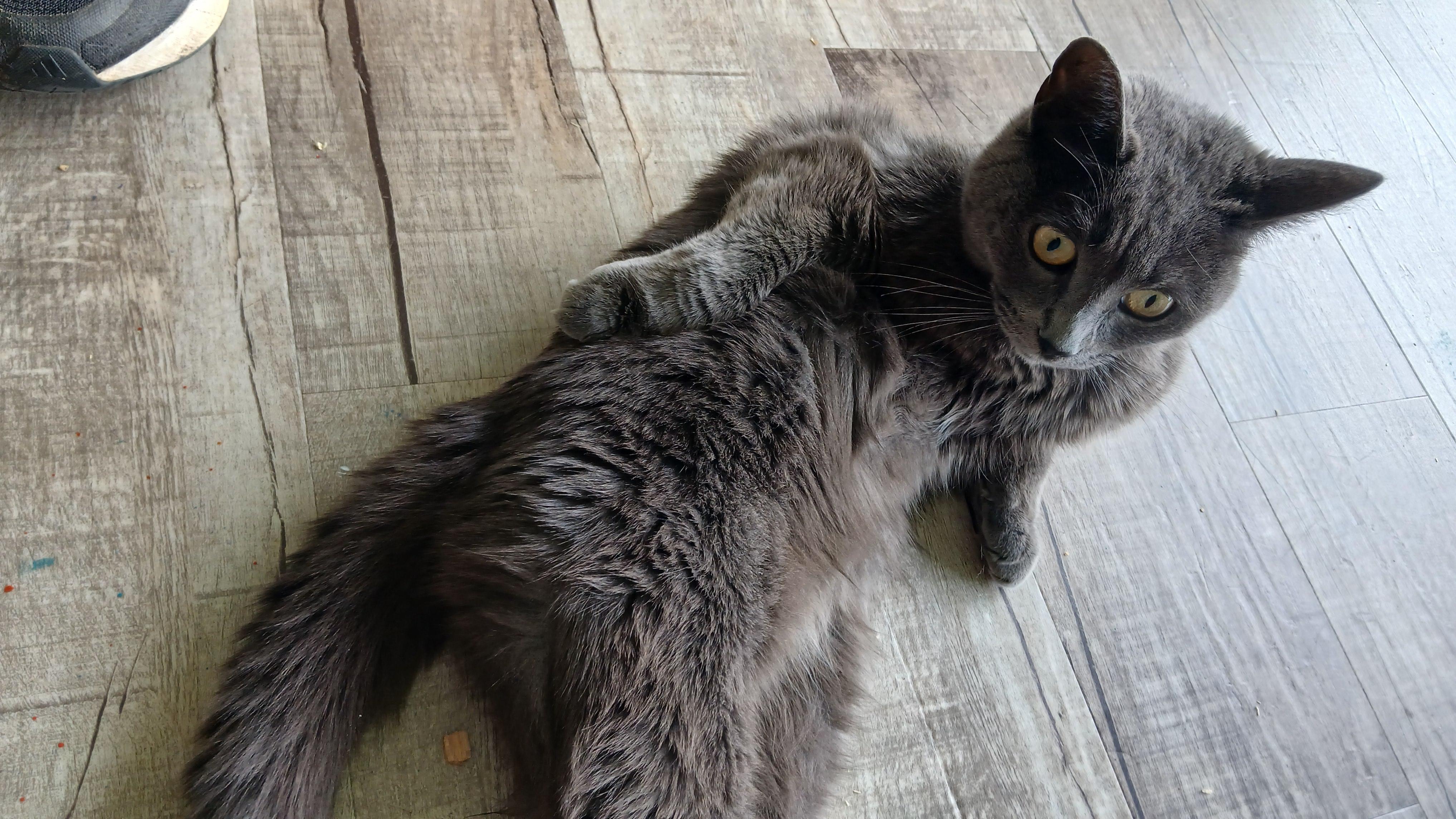 Trudy, a ADOPTABLE Domestic Short Hair in Cullowhee, NC image 3/6