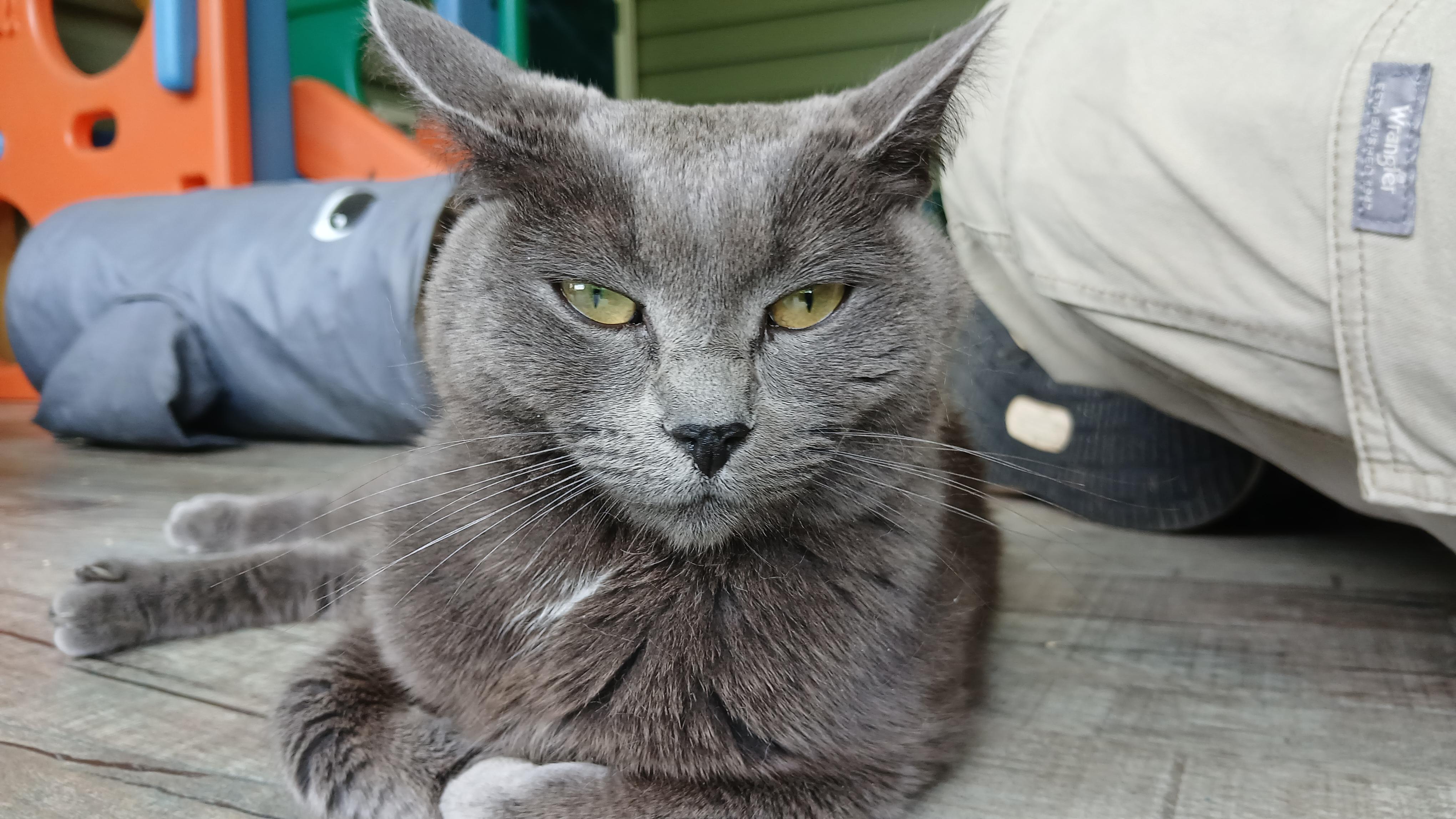 Trudy, a ADOPTABLE Domestic Short Hair in Cullowhee, NC image 4/6