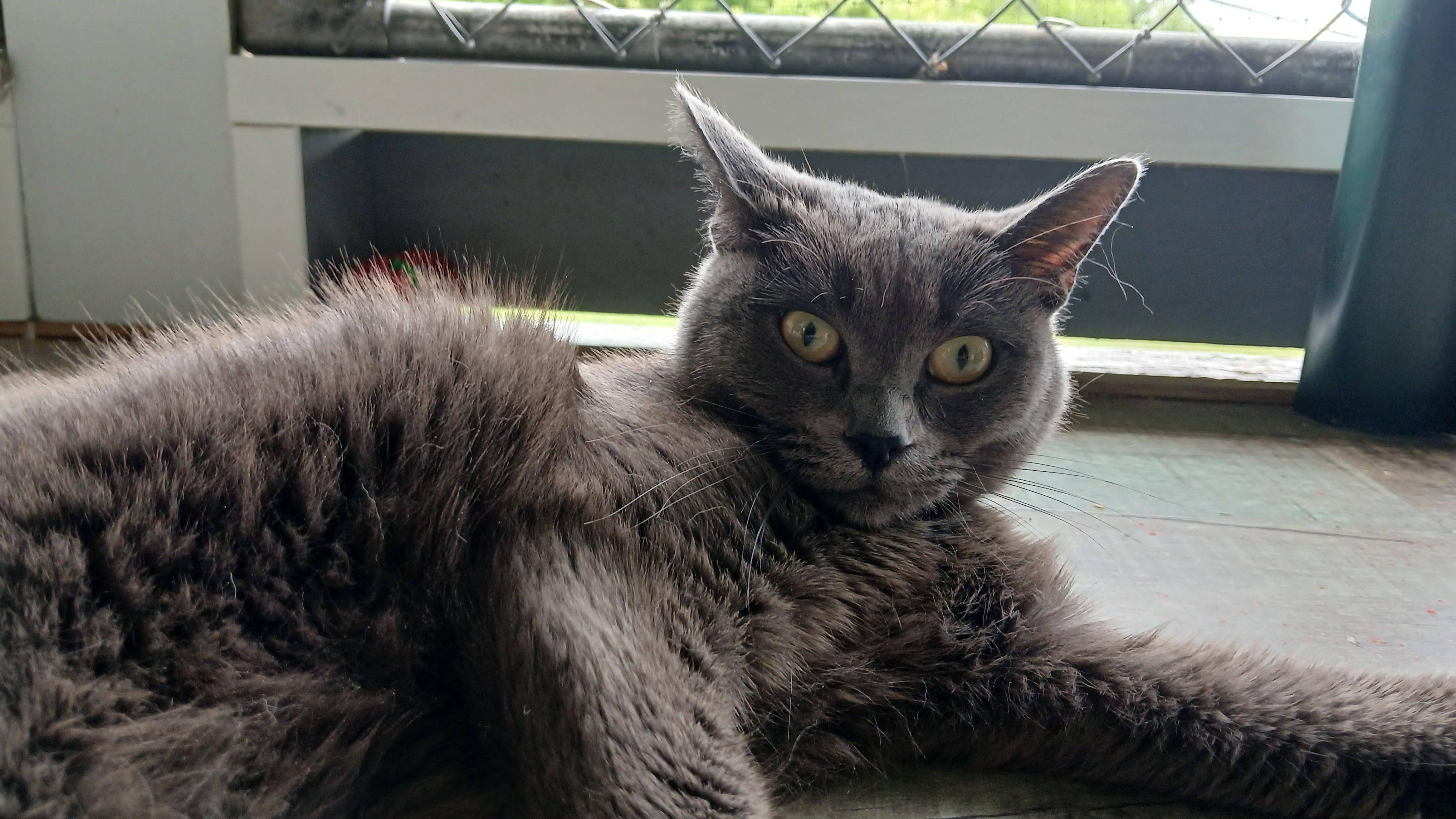 Trudy, a ADOPTABLE Domestic Short Hair in Cullowhee, NC image 5/6