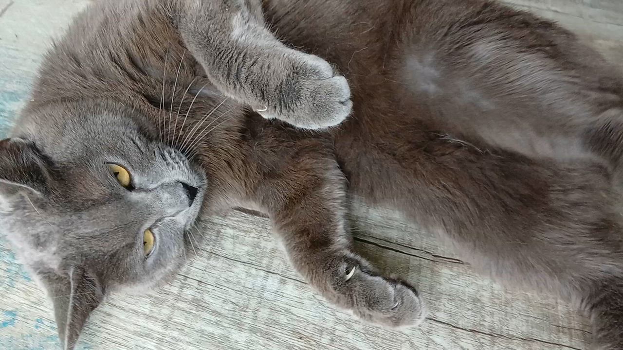 Enlarge Trudy, a ADOPTABLE Domestic Short Hair in Cullowhee, NC video 2/6