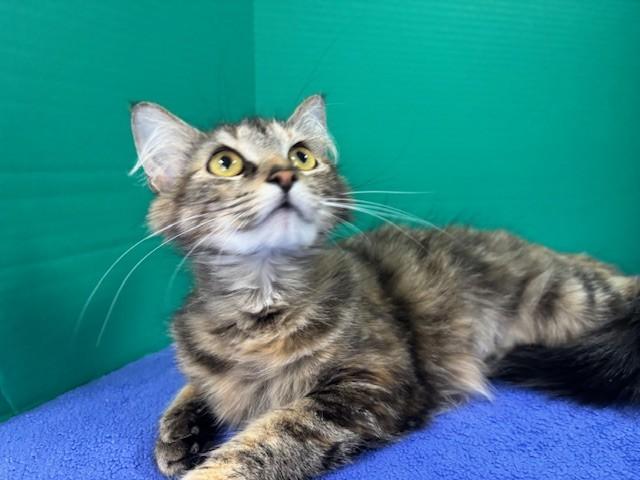 Seconds, a ADOPTABLE Domestic Medium Hair in Hawk Point, MO image 3/4