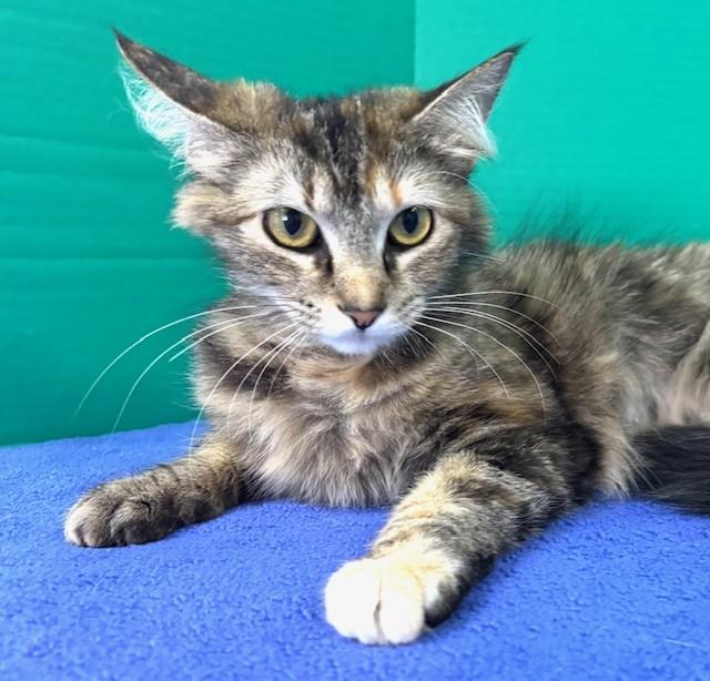 Seconds, ADOPTABLE, Young Female Domestic Medium Hair.