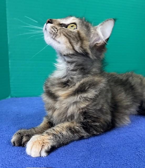 Seconds, a ADOPTABLE Domestic Medium Hair in Hawk Point, MO image 4/4