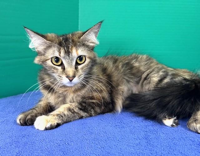 Seconds, a ADOPTABLE Domestic Medium Hair in Hawk Point, MO image 2/4