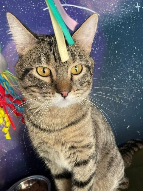 CASSIUS, Adoptable, Young Male Domestic Short Hair.