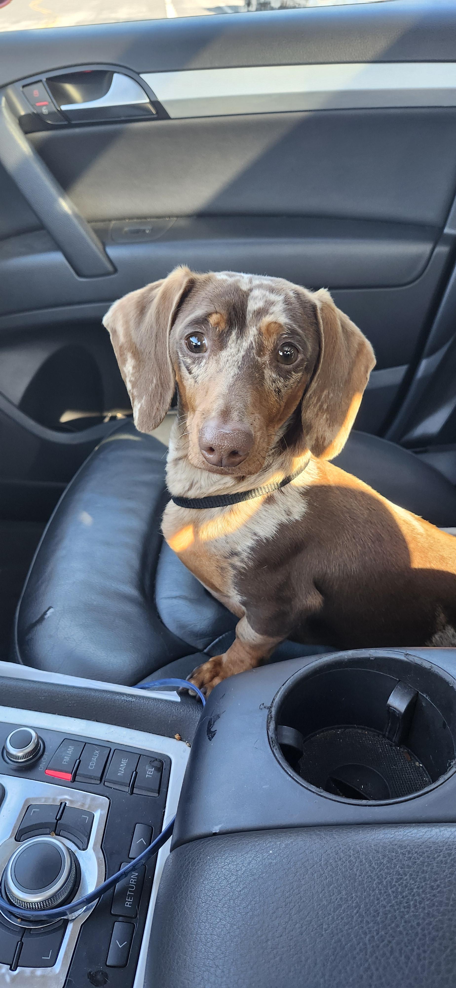 Enlarge Duke, a ADOPTABLE Dachshund in Torrance, CA image 3/3
