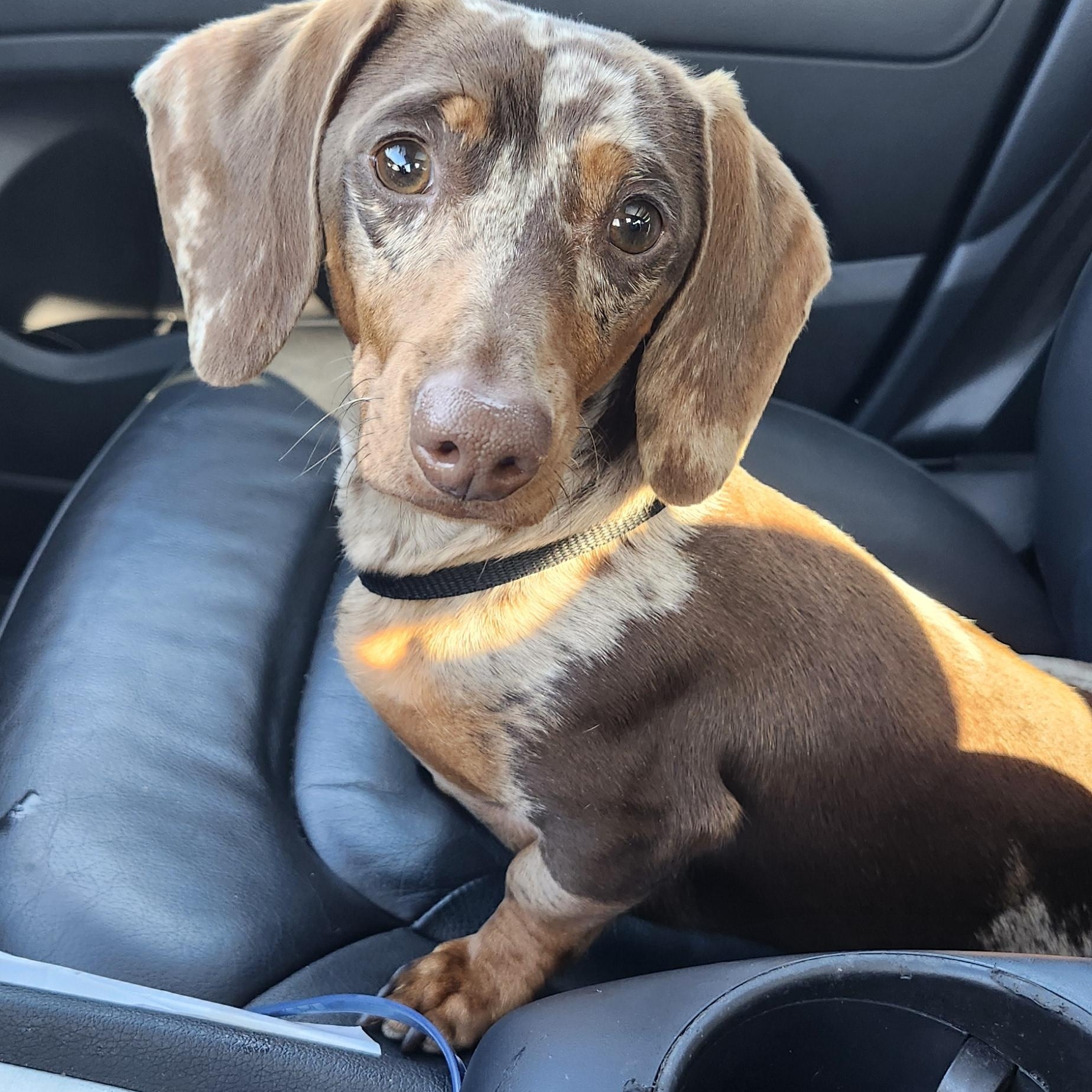 Enlarge Duke, a ADOPTABLE Dachshund in Torrance, CA image 1/3