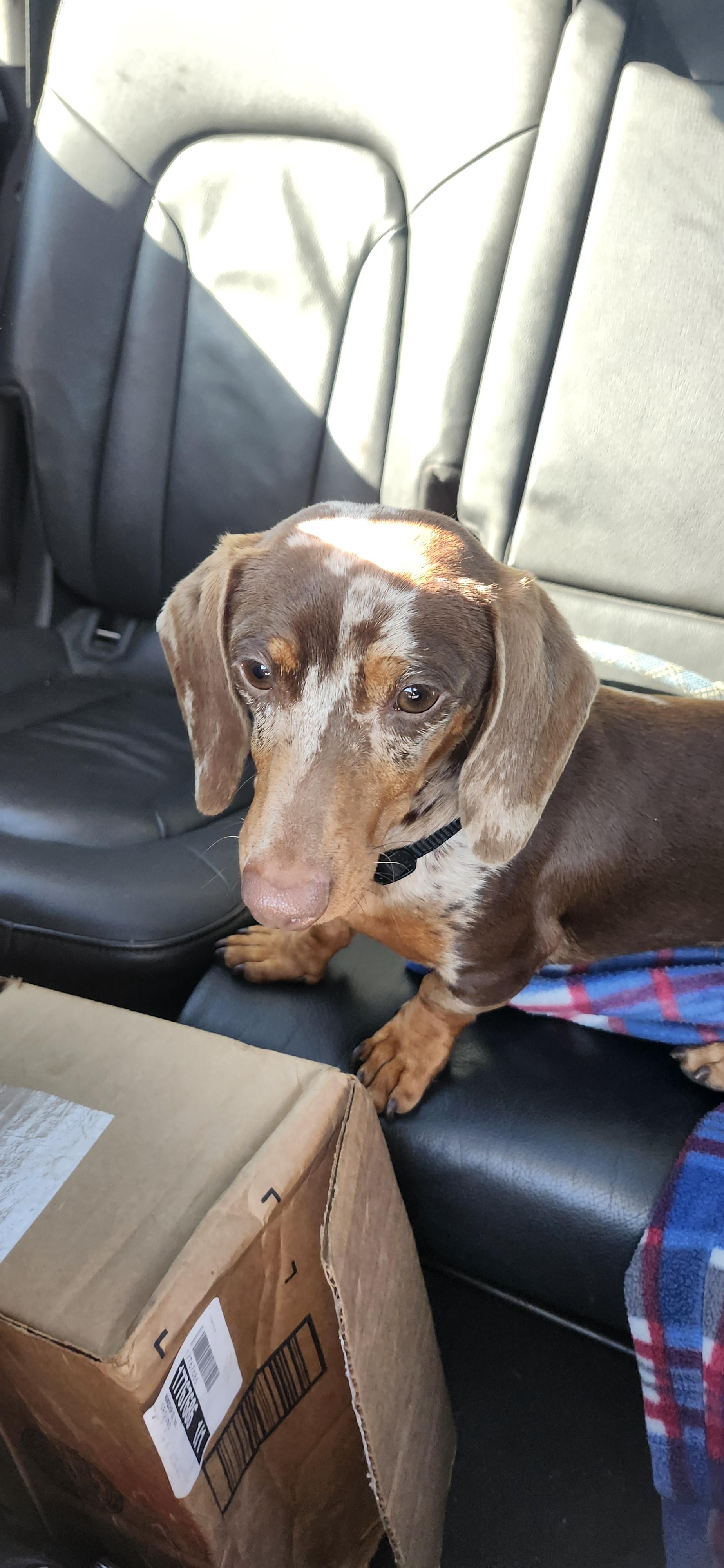 Enlarge Duke, a ADOPTABLE Dachshund in Torrance, CA image 2/3