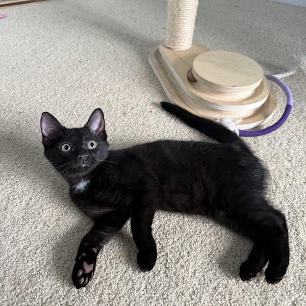 Leaf, a Adoptable Domestic Short Hair in Moriches, NY image 4/4